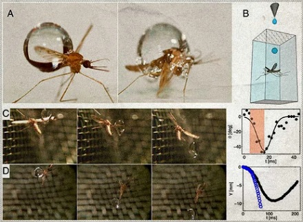 蚊子为什么不会被比它身体重50倍的水滴砸死？