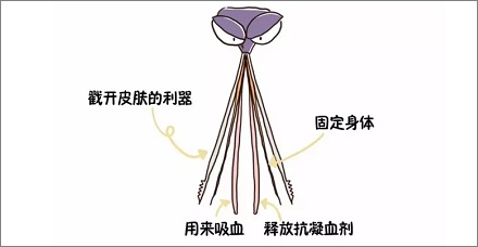 蚊子随身携带六把刀？