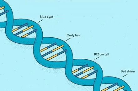 糟糕的驾驶能力可以遗传？