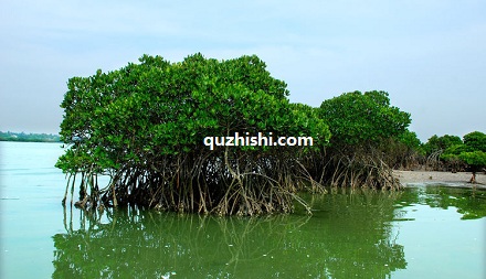 为什么红树植物是胎生的？